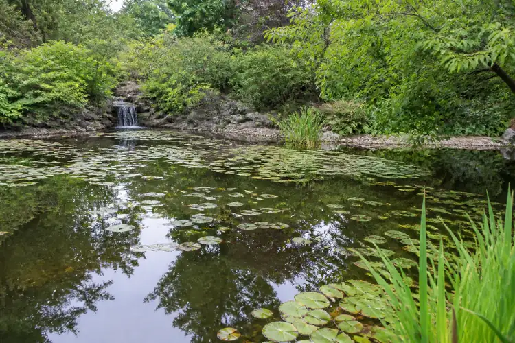 Vijver en waterpartijen